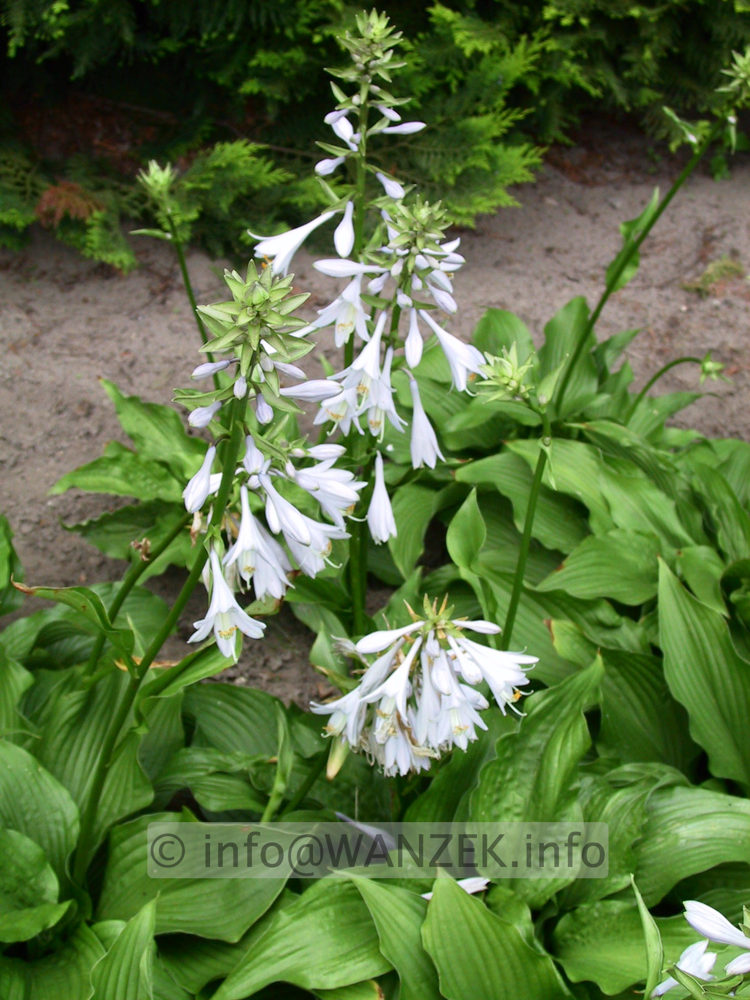 Hosta kikutii 01.jpg